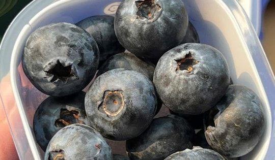 Việt quất giá rẻ đổ bộ thị trường, từ giá tiền triệu nay chỉ còn vài trăm nghìn/kg