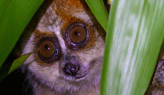 Loài linh trưởng quý hiếm được mệnh danh là 'sinh vật của bóng đêm' với vũ khí phòng vệ đặc biệt