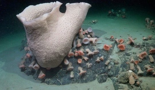 Phát hiện thế giới đầy sinh vật lạ dưới "địa ngục băng"