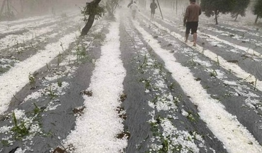 Mưa đá rào rào ở Sơn La gây hư hại hoa màu