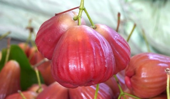 Trái mận 'lạ' giá cao đang gây sốt