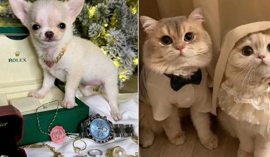 Thú cưng lên đời: Chi phí nuôi chó, mèo mỗi tháng đắt đỏ cỡ nào?