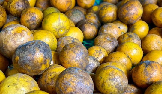 Quýt sim cuối vụ giá hơn 10.000 đồng/kg luôn 'hút khách', tiểu thương đua nhau nhập hàng