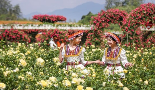 Lễ hội hoa hồng tại Fansipan Sa Pa sẽ quy tụ nhiều loại hồng quý hiếm