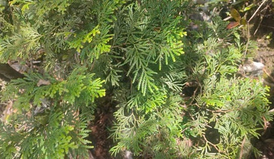 Tinh dầu bách xanh ở Pù Hoạt, dược liệu quý hiếm giữa đại ngàn