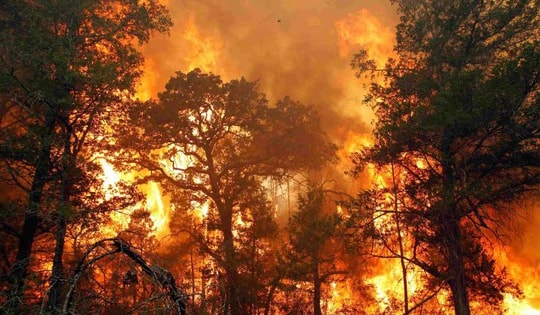 Hơn 130 khu vực có nguy cơ cháy rừng rất cao do nắng nóng