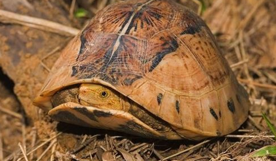 Nhiều lần cứu hộ loài động vật hoang dã cực quý hiếm có biệt tài 'đóng hộp' bản thân