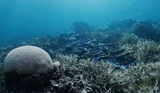 Hơn 80% rạn san hô toàn cầu bị tẩy trắng sau thảm họa nghiêm trọng nhất từng ghi nhận