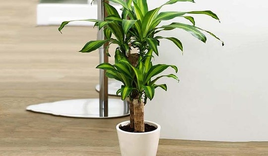 Cách chọn cây cảnh để chân cầu thang trong nhà hút vượng khí, tài lộc