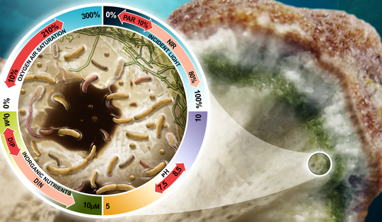 Phát hiện một dạng sống chưa từng được biết đến tại châu Phi