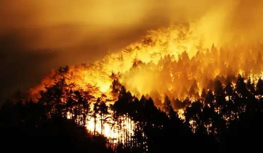 Tình trạng cháy rừng khắp nơi do thời tiết cực đoan hay do con người?