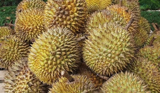 Cách phân biệt sầu riêng chín cây và sầu riêng nhúng thuốc