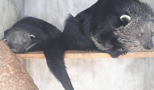 Đề xuất cho phép nhân nuôi các loài hoang dã quý hiếm tránh tình trạng buôn bán bất hợp pháp