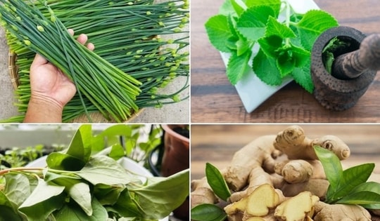 Bài thuốc chữa viêm họng từ cây cỏ quanh nhà