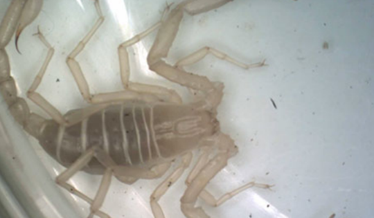 Loài bọ cạp quý hiếm trong động Thiên Đường