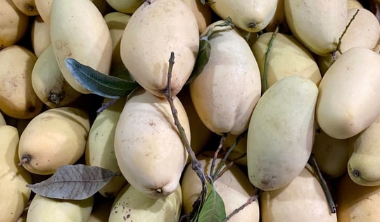 Xoài vào mùa giảm giá sâu, bán tràn ngập thị trường chỉ hơn chục nghìn đồng/kg