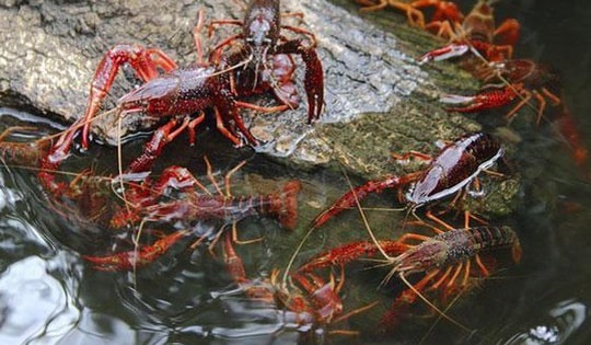 Lại báo động tình trạng mua bán tôm hùm đất