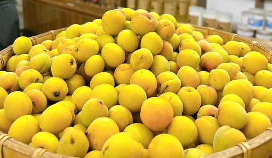 Loại quả vừa thơm vừa bổ vào mùa bán đầy chợ với giá rẻ bèo