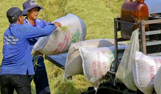 Giá lúa, gạo biến động nhẹ