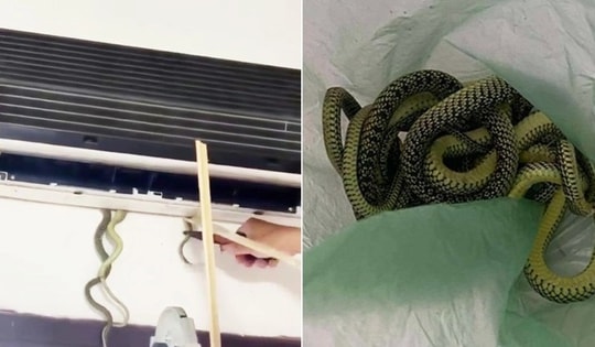 Kinh hoàng rắn làm ổ trong máy điều hòa, cách nào phòng tránh?