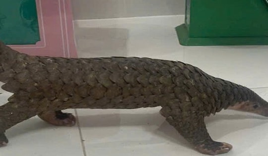 Bình Thuận: Truy tố nhiều đối tượng vận chuyển, buôn bán trái phép động vật hoang dã nguy cấp, quý hiếm