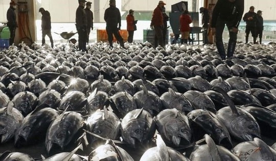 'Siêu thực phẩm' của Việt Nam sang Nga đắt hàng kỷ lục: thuế nhập khẩu 0%, hơn 75 quốc gia trên thế giới đều ưa chuộng