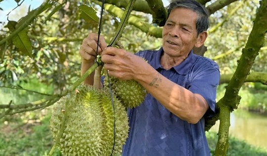 Lão nông miền Tây tiết lộ bí quyết trồng 'cây tỷ đô', đút túi 5 tỷ đồng/năm