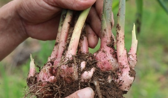 Bài thuốc quý từ củ gừng