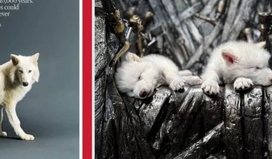 Loài động vật cực quý hiếm tuyệt chủng từ kỷ băng hà hồi sinh sau 12.500 năm gây rúng động