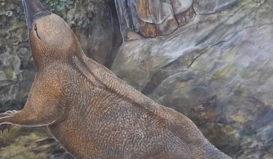 Hé lộ bất ngờ về tổ tiên của những loài động vật kỳ lạ nhất hành tinh