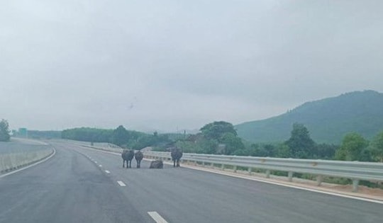 Đàn trâu nhởn nhơ đi lại trên cao tốc qua Hà Tĩnh