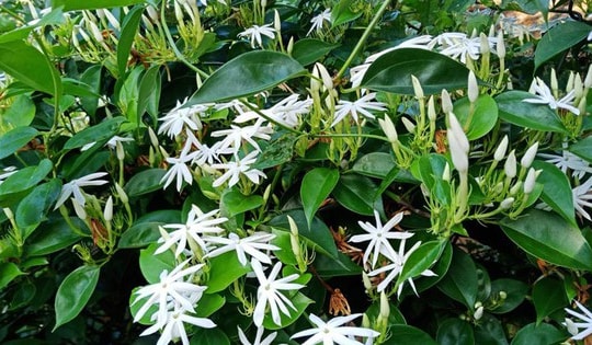 Lợi ích và tác hại của chè vằng bạn cần biết