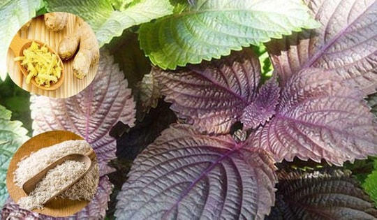 Uống nước lá tía tô với gừng có tác dụng gì?