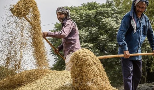 Đồng rupee mạnh đẩy giá gạo Ấn Độ tăng cao bất chấp nhu cầu yếu