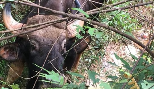 Một nhân viên bảo vệ rừng bị bò tót húc tử vong