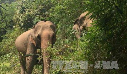 Xuất hiện đàn voi rừng đi vào khu dân cư ở Đồng Nai