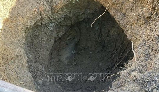 Phát hiện một con voi con chết dưới giếng thuộc Khu Bảo tồn thiên nhiên - văn hóa Đồng Nai