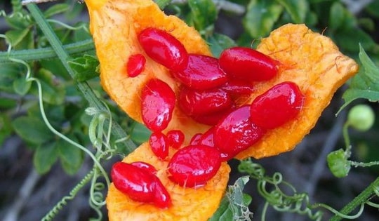 Công thức pha nước uống từ loại quả xấu xí giúp phụ nữ trẻ đẹp đồng thời thải độc và giảm cân