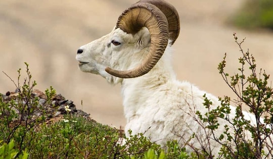 Tháng 4 âm lịch Ất Tỵ 2025, tuổi Mùi nắm bắt ngay cách khai tài vượng vận này để sự nghiệp khỏi bế tắc