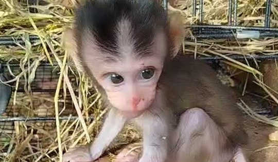 Ngắm loạt động vật quý hiếm được ‘hồi sinh’