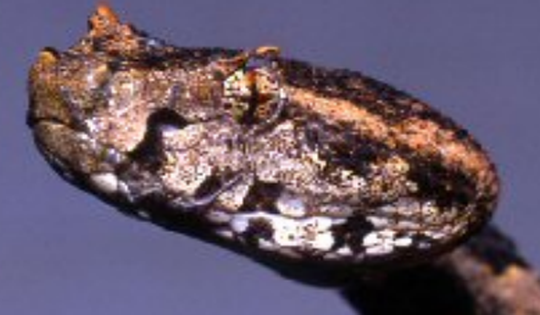 Loài rắn quý hiếm nổi bật với ba "chiếc sừng' là sinh vật đặc hữu của Vườn Quốc gia Phong Nha - Kẻ Bàng