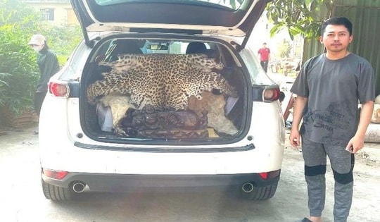 Bán bộ da báo hoa mai với giá hàng trăm triệu đồng, người đàn ông bị khởi tố