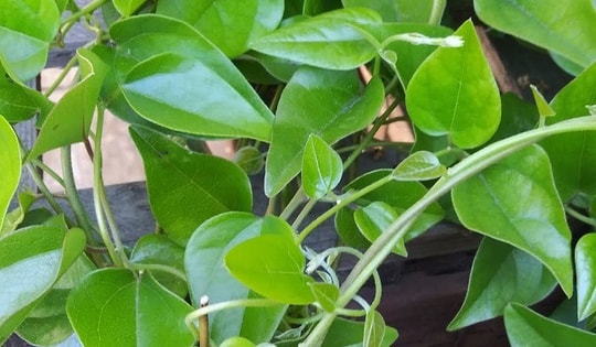 Loại lá có nhiều vào mùa hè vừa giải nhiệt vừa kiểm soát đường huyết tốt, đem làm nhiều món ngon mát bổ