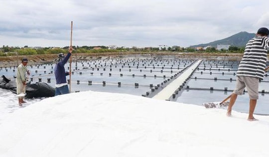 Giá muối không đủ bù chi phí khiến diêm dân 'lao đao'