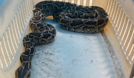 Trăn gấm quý hiếm dài 1,5 m bò vào trang trại, nuốt chửng 10 con gà