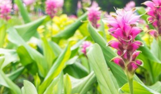 Một ‘mỏ vàng dưới lòng đất’ vừa mang về cho Việt Nam hơn 500 tỷ đồng: Chỉ dưới 10 quốc gia trên thế giới sở hữu, nước ta có hơn 50.000 ha