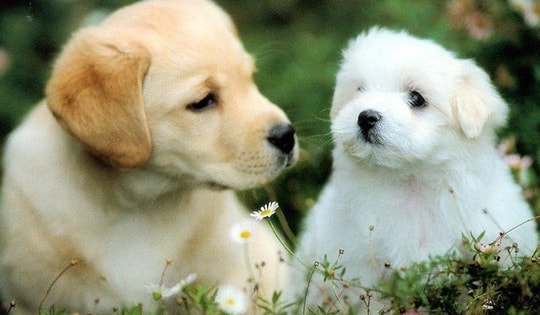 Tháng 4 âm lịch Ất Tỵ 2025, con giáp tuổi Tuất có nhiều điều đang chờ đón, nhất là về tài lộc