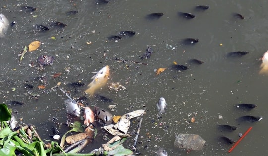 TP Hồ Chí Minh: Cá trên kênh Nhiêu Lộc - Thị Nghè chết nhiều sau cơn mưa lớn