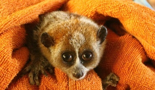 Động vật hoang dã có đôi mắt to tròn vừa được người dân bàn giao quý hiếm đến mức nào?