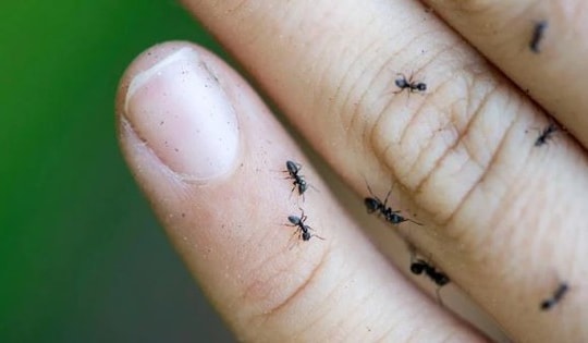 Mất điện, mất Internet vì hàng triệu "sinh vật nhỏ bé"